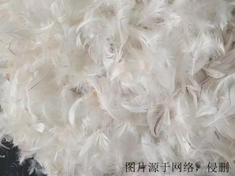 法國(guó)羽毛進(jìn)口報(bào)關(guān)流程 法國(guó)羽毛進(jìn)口報(bào)關(guān)流程