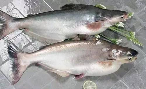 1575508965896374.jpg 進(jìn)口水產(chǎn)品報關(guān)