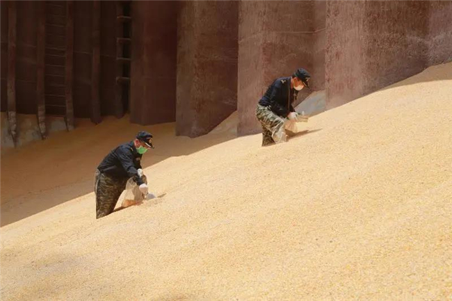 1592272567491017.jpg 進(jìn)口玉米報(bào)關(guān)