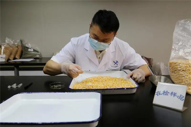 1592272578806788.jpg 進(jìn)口玉米報(bào)關(guān)