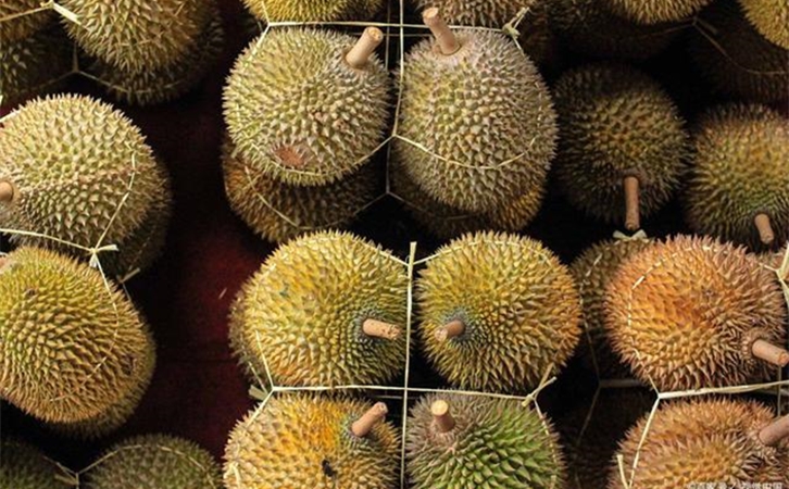 進口泰國榴蓮報關提前準備好這些資料,一點都不難 進口泰國榴蓮報關