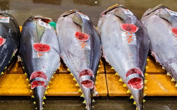 進(jìn)口冰鮮金槍魚清關(guān)所需提供的資料 進(jìn)口冰鮮金槍魚清關(guān)