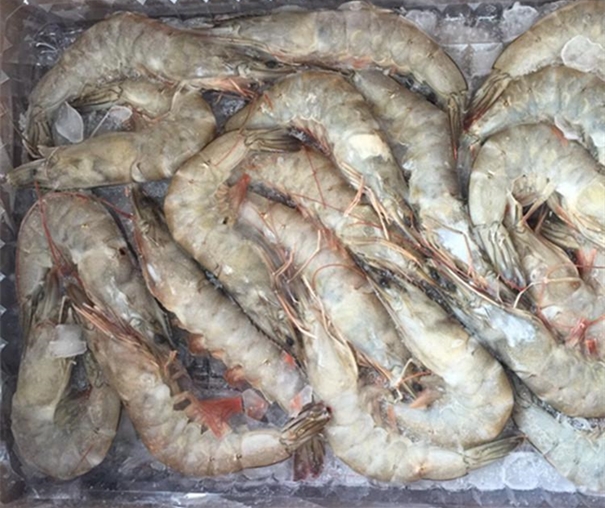 冷凍長額蝦進口報關注意事項有哪些 冷凍長額蝦進口報關