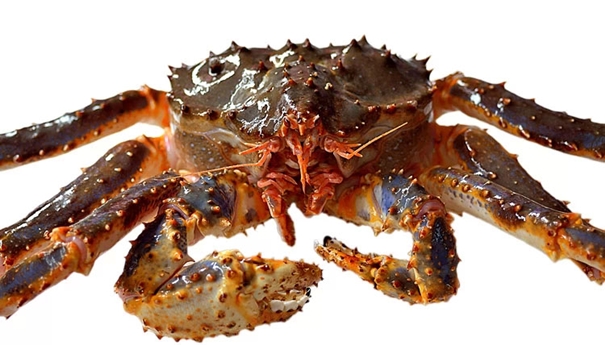 1625656581927641.jpg 帝王蟹進(jìn)口清關(guān)_副本.jpg