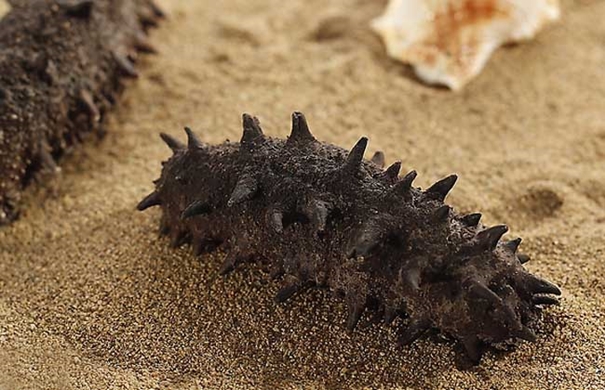 1635849381457769.jpg 進(jìn)口海參報關(guān)代理要注意哪些事項_副本.jpg