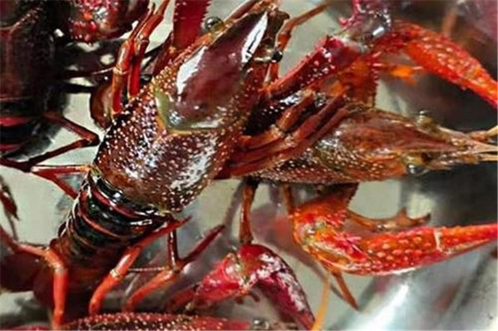 1656495374332825.jpg 鮮活龍蝦空運報關(guān).jpg