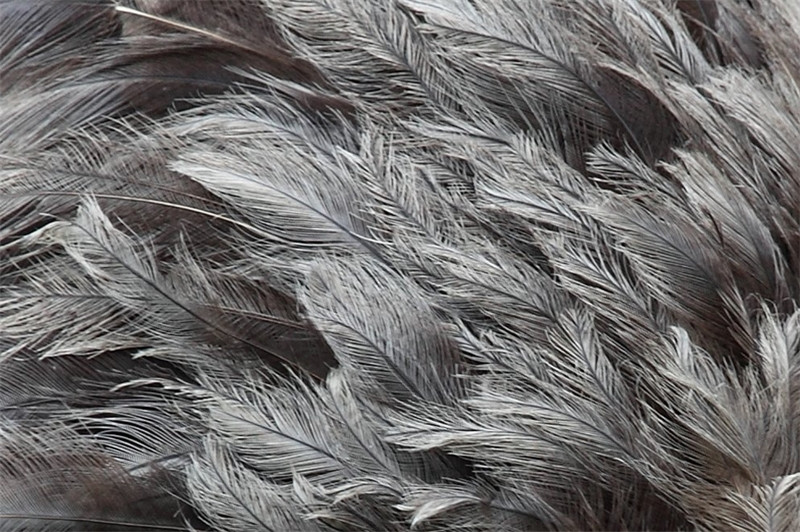 1677579765422800.jpg 鴕鳥毛進(jìn)口廣西清關(guān)代理流程.jpg